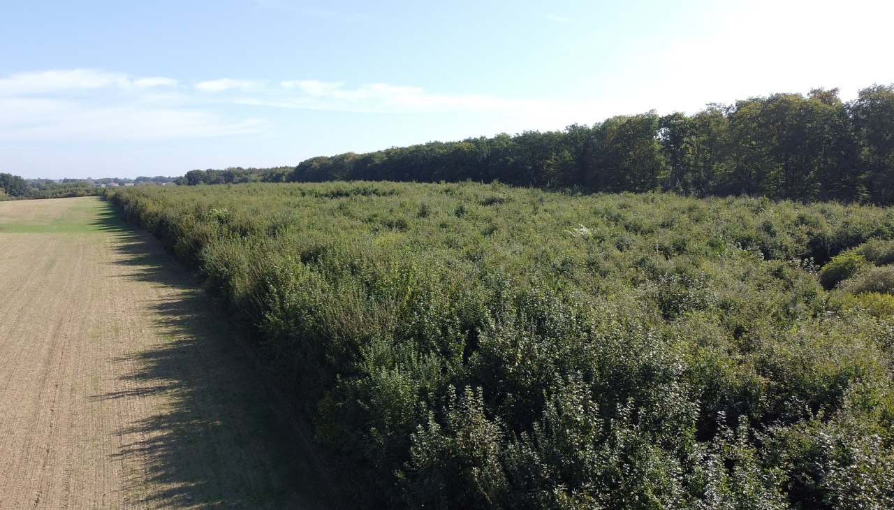 Klimaatbos Seefelder Holz, © Landesforst MV Klimaatbos Seefelder Holz, © Landesforst MV