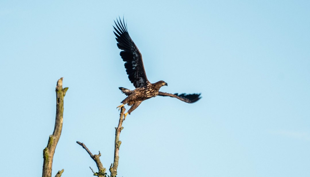 Majestätischer Moment: Ein junger Seeadler erhebt sich von der Baumspitze in den weiten Himmel – ein Highlight für Naturfreunde und Vogelbeobachter in norddeutschen Naturlandschaften., © TMV/Scholz-Witzel Junger Seeadler startet von einem kahlen Ast aus in den blauen Himmel einer norddeutschen Landschaft.