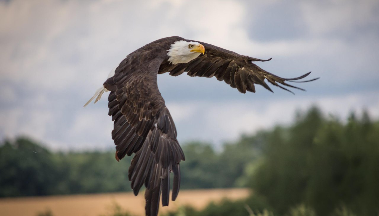 Naturfilm &uuml;ber Seeadler, &copy; Sven Lachmann from Pixabay