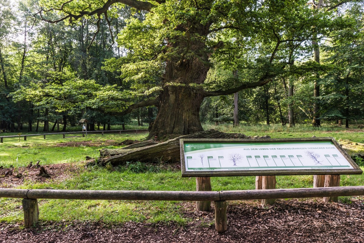 Op stap in het bosgebied Ivenacker Eichen // &copy; TMV