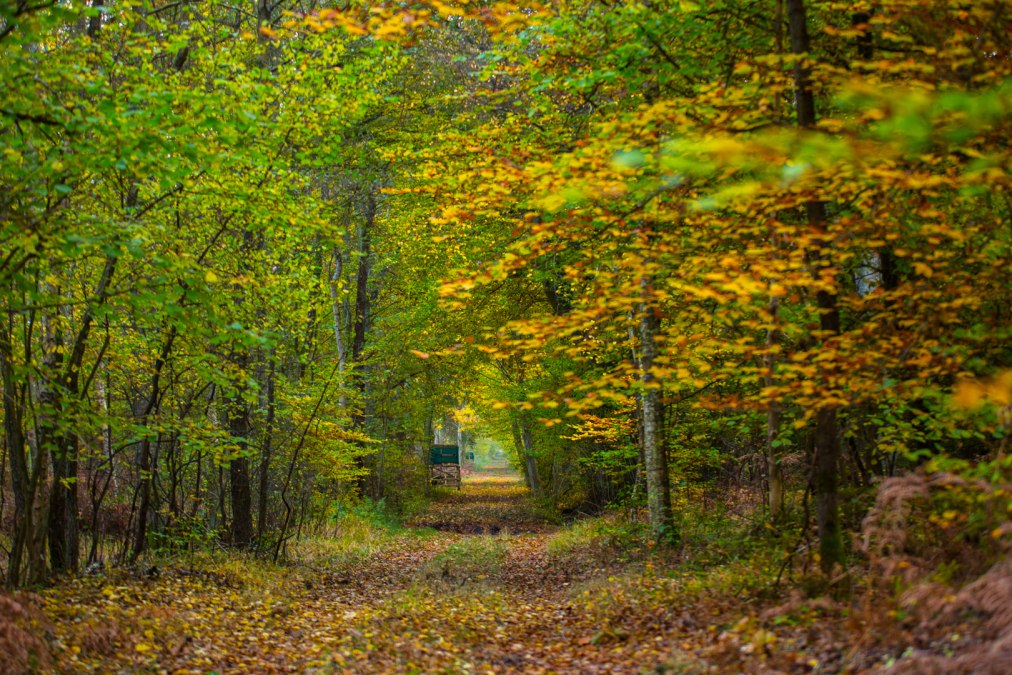 Barther Stadtforst, &copy; Arndt Gl&auml;ser