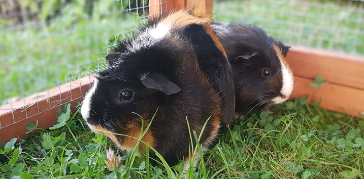 Zwei Meerschweinchen in einem Au&szlig;engehege., &copy; Stadtbibliothek Stralsund