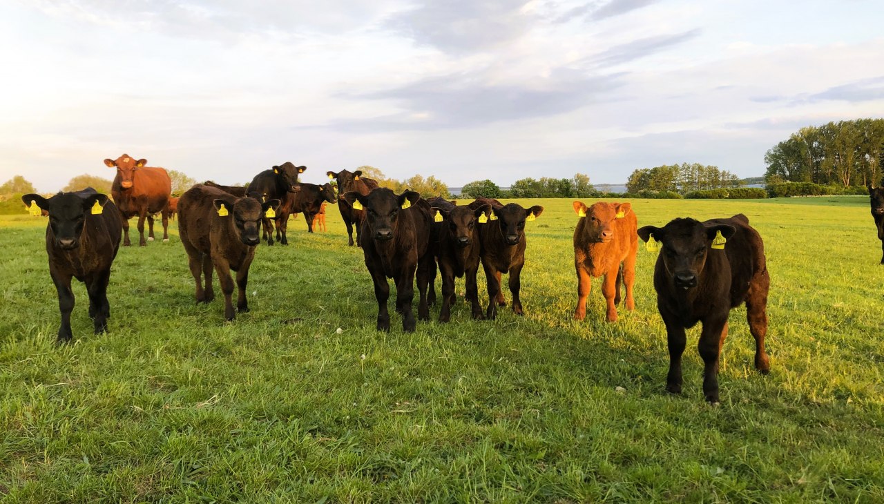 Mueritz-Hof_Knust, &copy; A.C.Knust