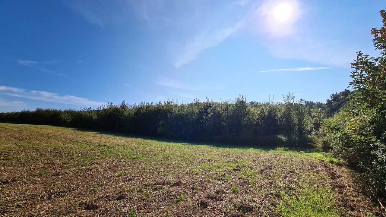 Klimawald Seefelder Holz // &copy; Landesforst MV