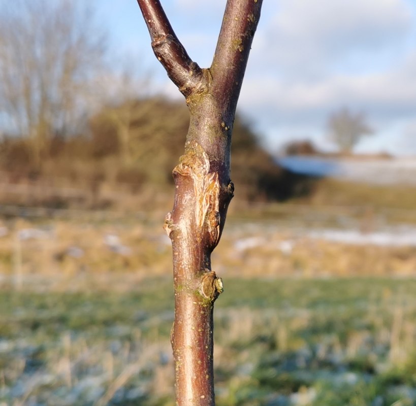 Gelungene Veredelung // &copy; Evelin Kartheuser