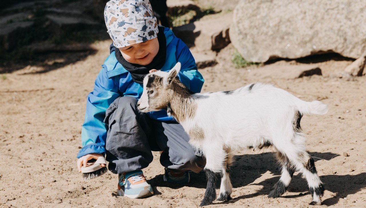 Inmitten des Tiergartens Neustrelitz entsteht ein lebendiger Moment, wenn ein Kind behutsam ein Zicklein erkundet und dabei die warme, natürliche Ruhe des Ortes spürbar wird., © Theresa Lange Ein Kind kniet im Tiergarten Neustrelitz auf sandigem Boden und streichelt ein junges Zicklein, das neugierig neben ihm steht.
