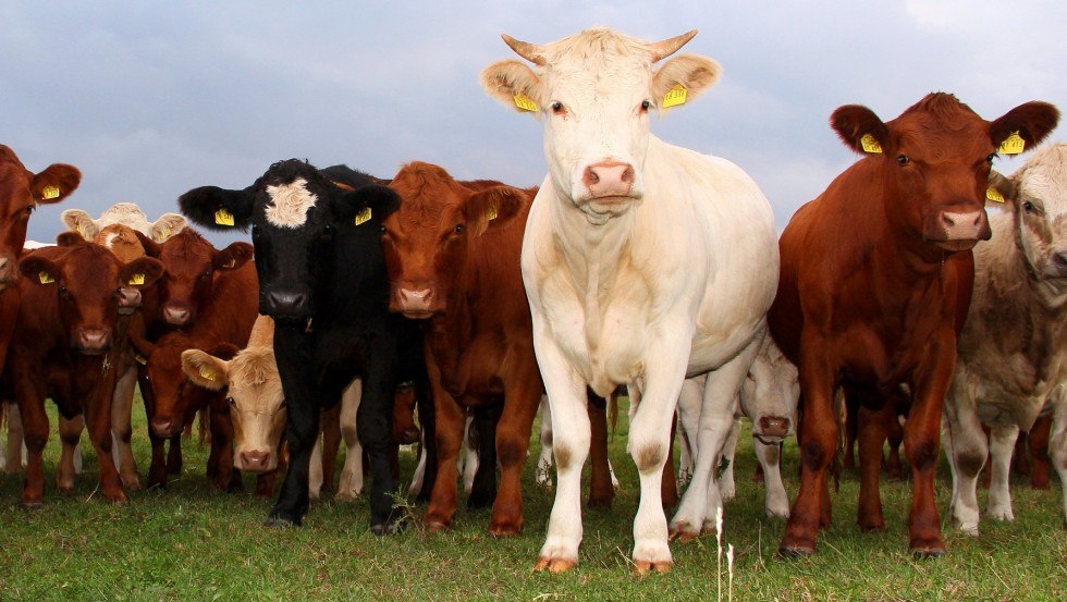 De dieren kunnen van dichtbij worden bewonderd op het Gallin Estate, &copy; Gut Gallin / Rasim