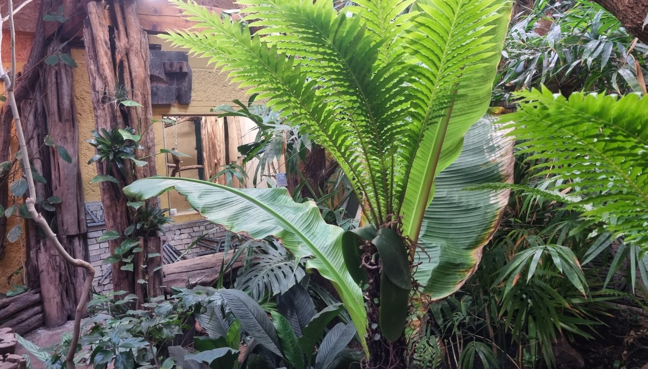 S&uuml;damerikahaus Zoo Stralsund, &copy; Zoo Stralsund