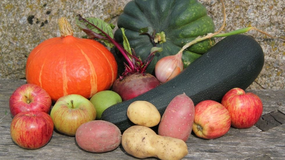 Das frische Bio-Gemüse kommt direkt vom Acker in den Hofladen. // © Mirja Peitz Das frische Bio-Gemüse kommt direkt vom Acker in den Hofladen. // © Mirja Peitz