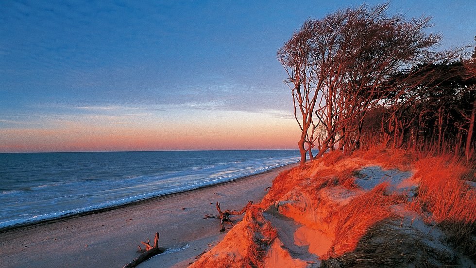 &ldquo;Windfl&uuml;chter&ldquo; bij zonsopgang op het Dar&szlig;er Weststrand, Fischland-Dar&szlig;-Zingst // &copy; MV-T/Grundner