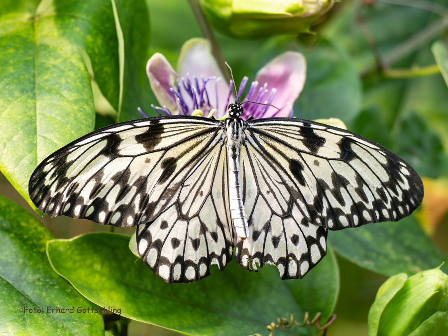 Weiße Baumnymphe, © Schmetterlingswelt Klütz Weiße Baumnymphe, © Schmetterlingswelt Klütz