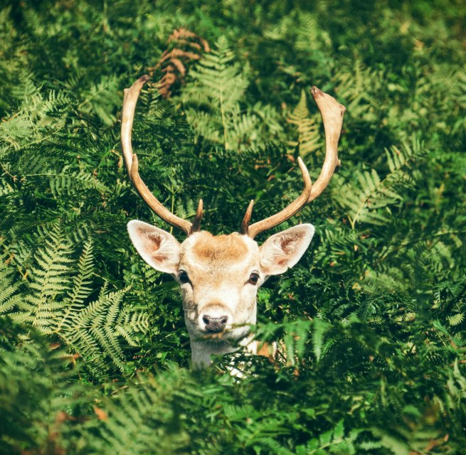 Natur- und Wildwoche in Graal-M&uuml;ritz | 17. &ndash; 24. Oktober 2025 // &copy; Foto von Chris Greenhow auf Unsplash