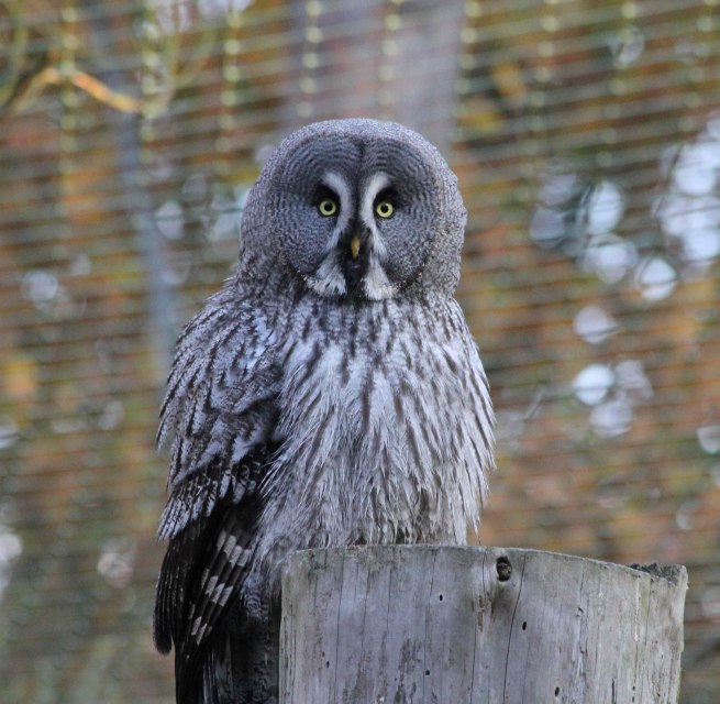 Bartkauz im Wildpark-MV, © Wildpark-MV