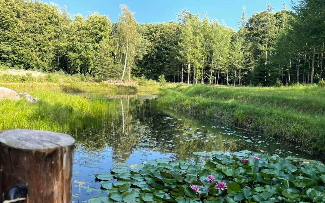 Saaler Biotop, &copy; TZ S&uuml;dliche Boddenk&uuml;ste