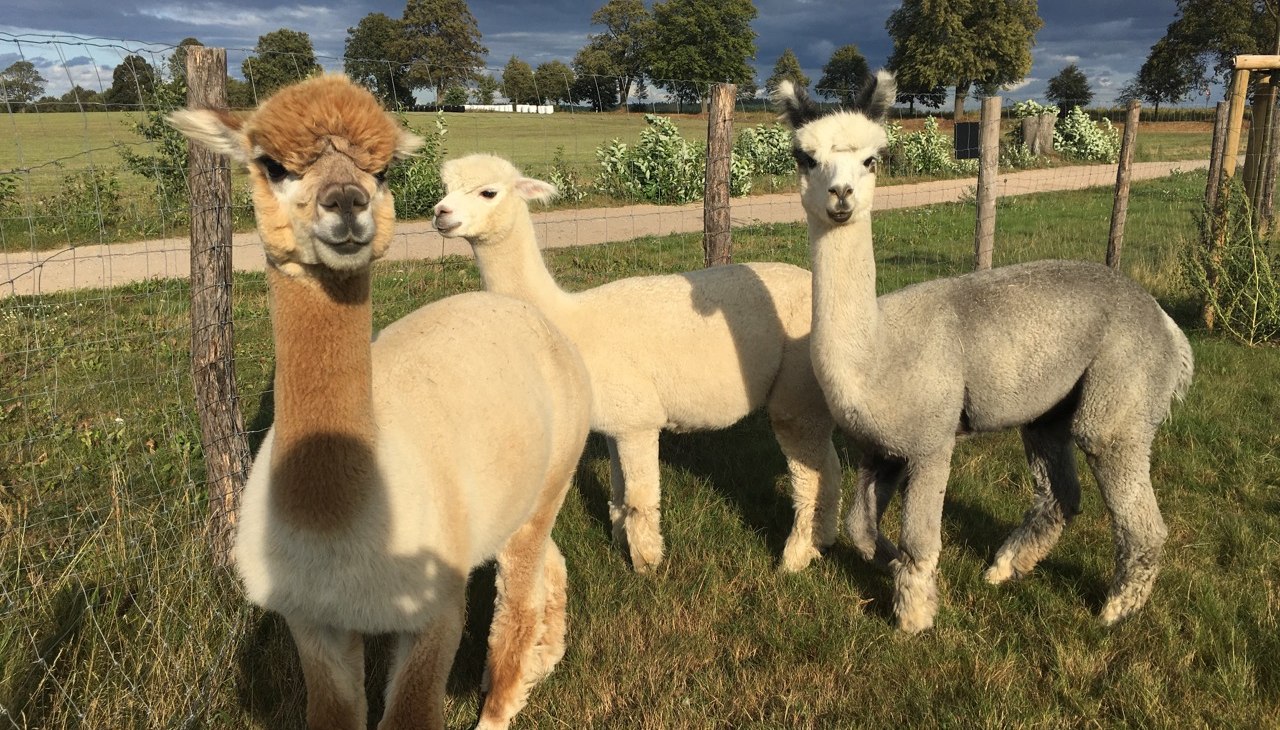 "Vleiers van de ziel" - Fleesensee alpaca's, © Fleesensee Alpakas "Vleiers van de ziel" - Fleesensee alpaca's, © Fleesensee Alpakas