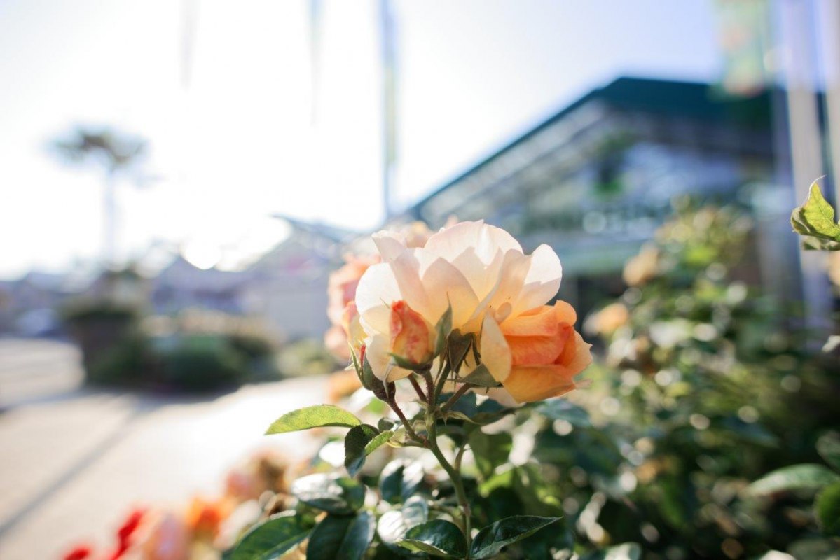 Beddengoed roos Hanzestad Rostock // &copy; Gr&ouml;nfingers Rostock