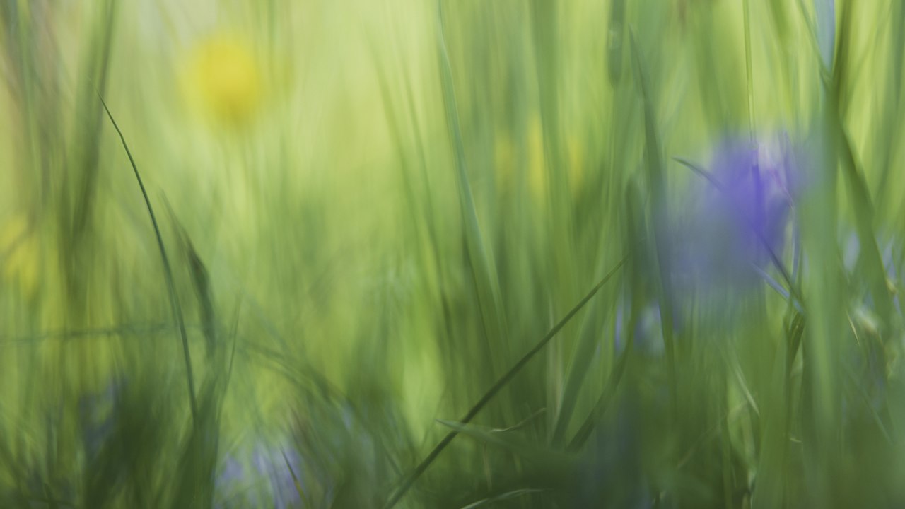 Fr&uuml;hling in den Wiesen // &copy; Monika Iburg