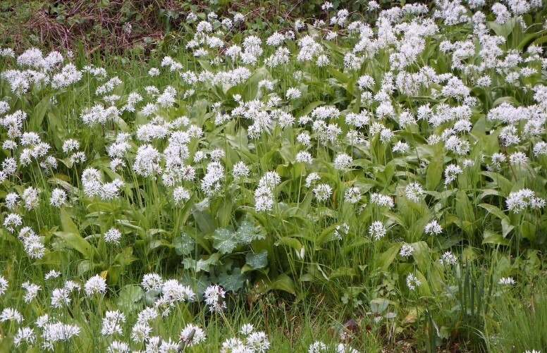 Gef&uuml;hrte Kr&auml;uterwanderung