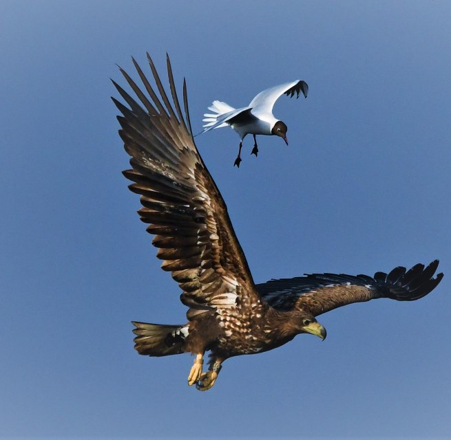 © Jörg Dollmanski © Jörg Dollmanski