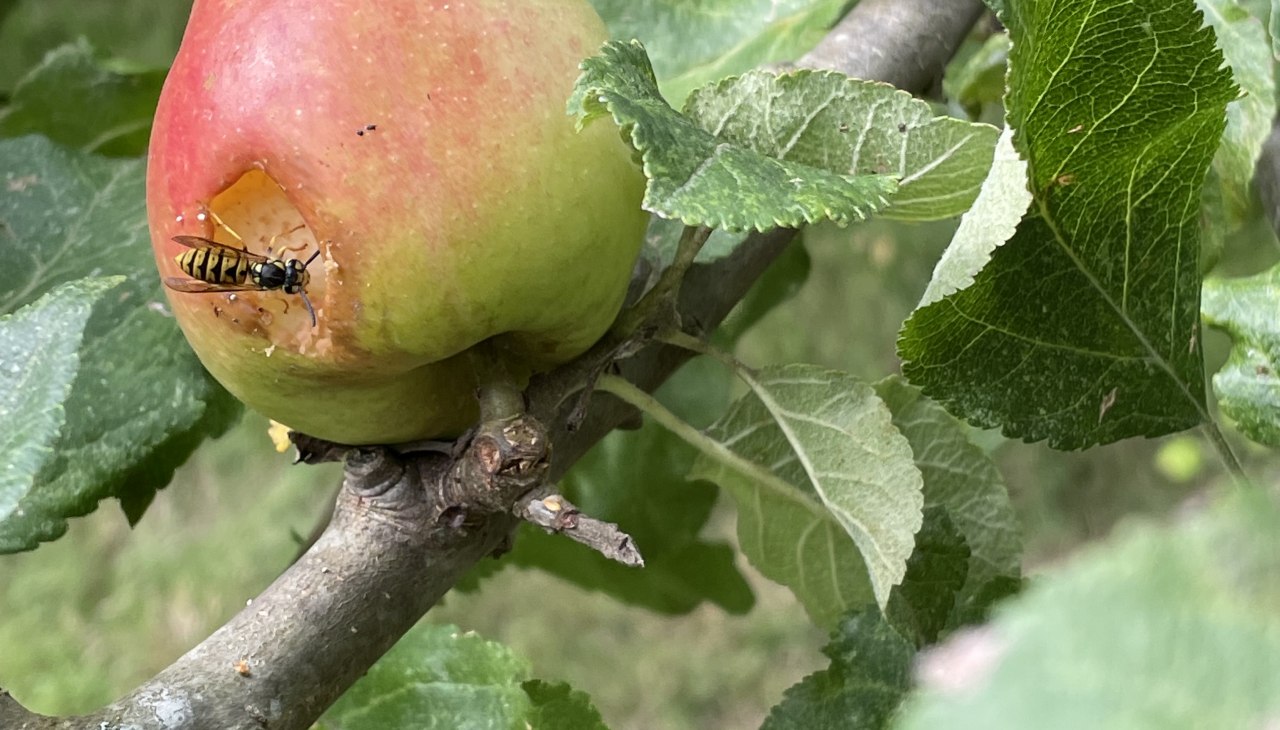 Apfel, © Südliche Boddenküste Apfel, © Südliche Boddenküste