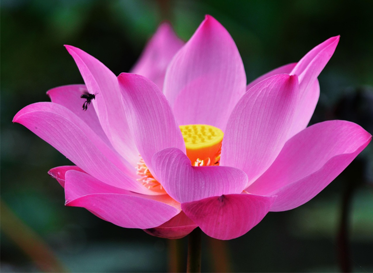 &copy; Bild Lotus Herz_Qigong.png