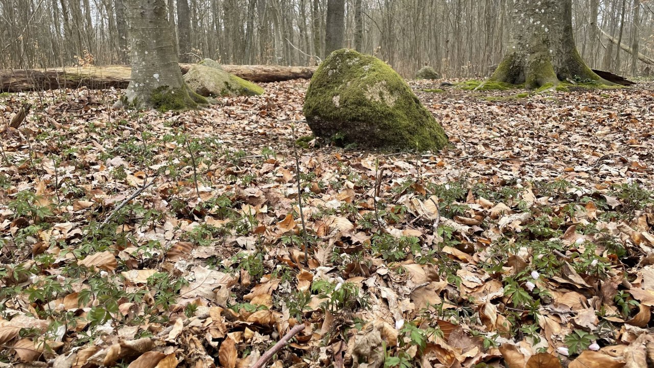 © TZ Südliche Boddenküste © TZ Südliche Boddenküste