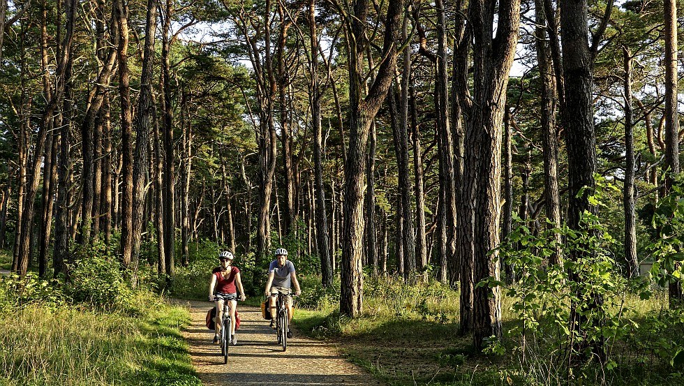 Radfahrer auf dem Weg durch schattige Nadelwälder in der Nähe von Baabe // © MV-T/Würtenberger Radfahrer auf dem Weg durch schattige Nadelwälder in der Nähe von Baabe // © MV-T/Würtenberger