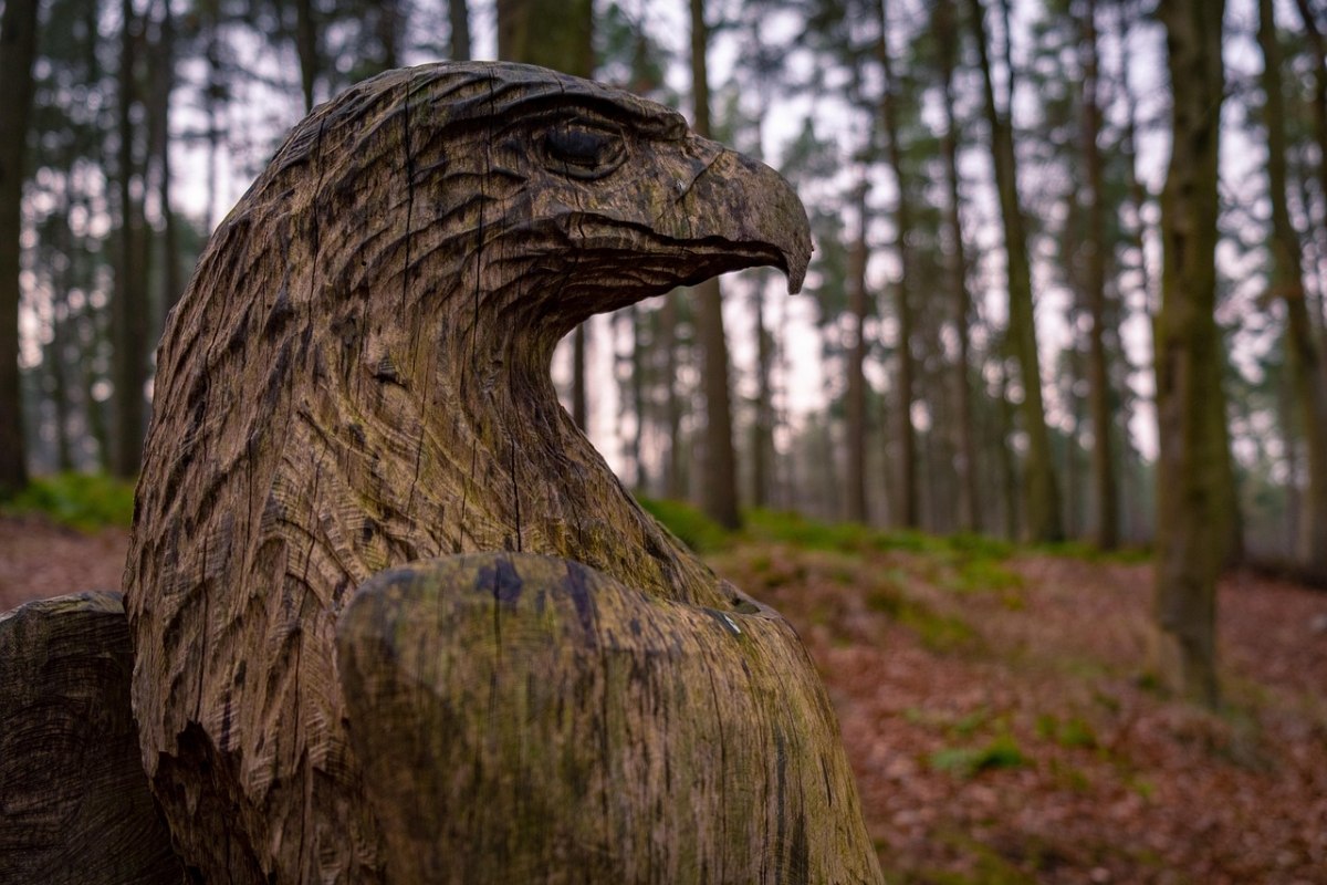 Adler im Wald // &copy; danielmanastireanu