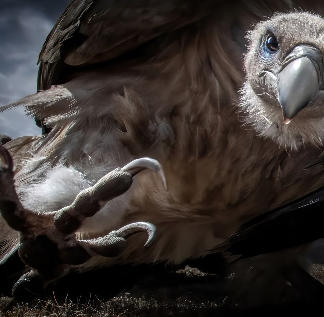 Achtung! - Titel des Gewinnerbildes von Zhu Xingchao des P&ouml;lking Awards, &copy; fpa-zhu-xingchao