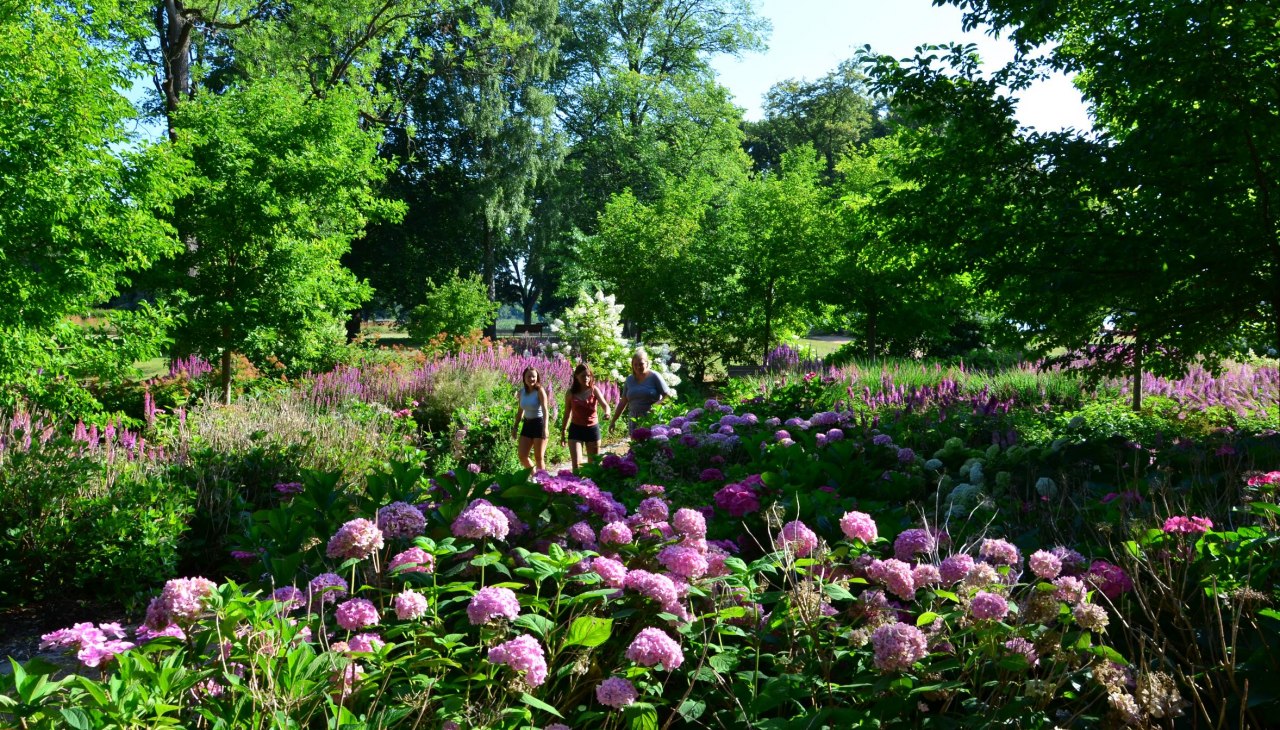 In de zomer worden bezoekers betoverd door het hortensiaparadijs, © Kurverwaltung Feldberger Seenlandschaft In de zomer worden bezoekers betoverd door het hortensiaparadijs, © Kurverwaltung Feldberger Seenlandschaft