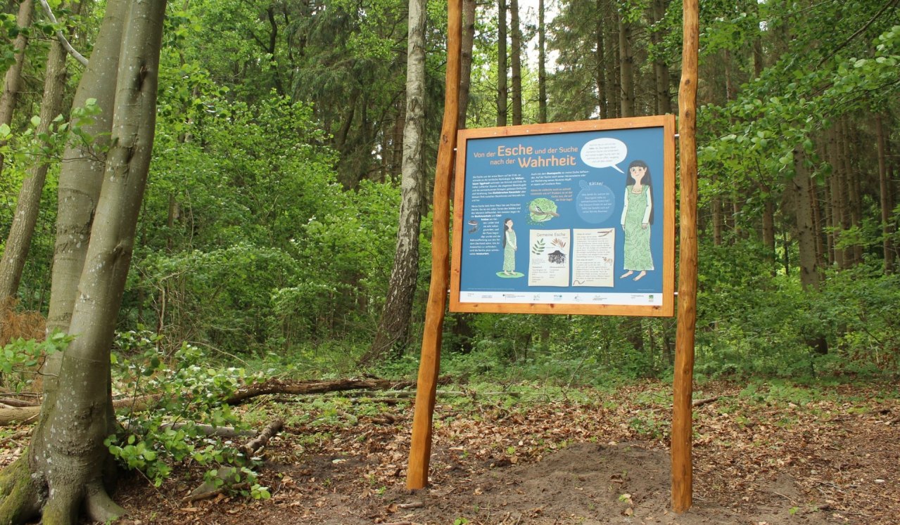 Eine Station des Lehrpfads stellt die Baumart Esche vor // © Liv E. Ipsen Eine Station des Lehrpfads stellt die Baumart Esche vor // © Liv E. Ipsen