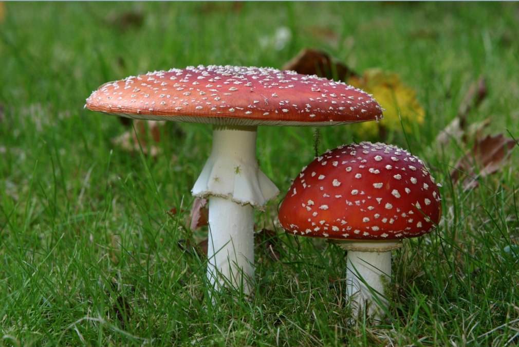 Pilzwanderung im Küstenwald, © Fliegenpilz.jpg