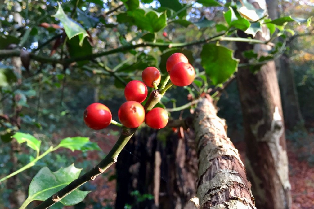 Ilex (Stechplame) im Ahrenshooper Holz, © Kurverwaltung Ahrenshoop