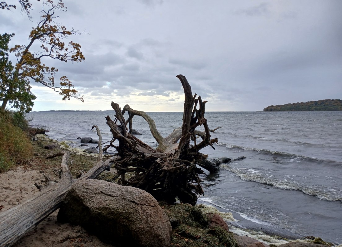 Watereik in het Goor // &copy; Angela Pfennig