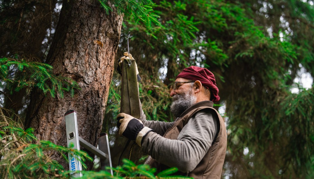 Ein Mann mit Handschuhen h&auml;ngt einen Fledermauskasten an einen Baum, eine Leiter steht daneben im Wald.