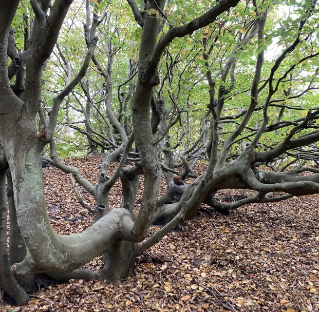 &copy; Lilli Reisig / NLP