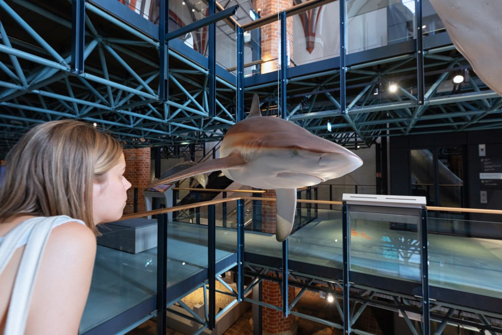 MEERESMUSEUM 1M1A5525 Foto Anke Neumeister DMM, &copy; Anke Neumeister/Deutsches Meeresmuseum