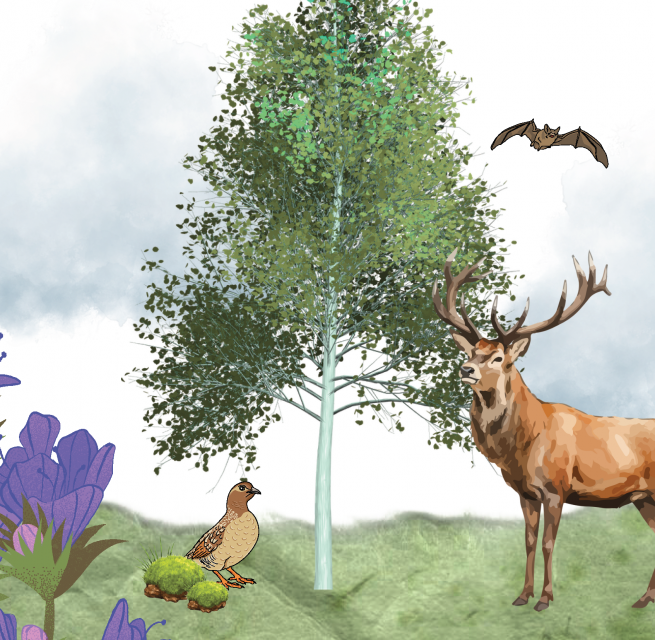 Grafik mit Canva erstellt, © Müritzeum Grafik mit Canva erstellt, © Müritzeum