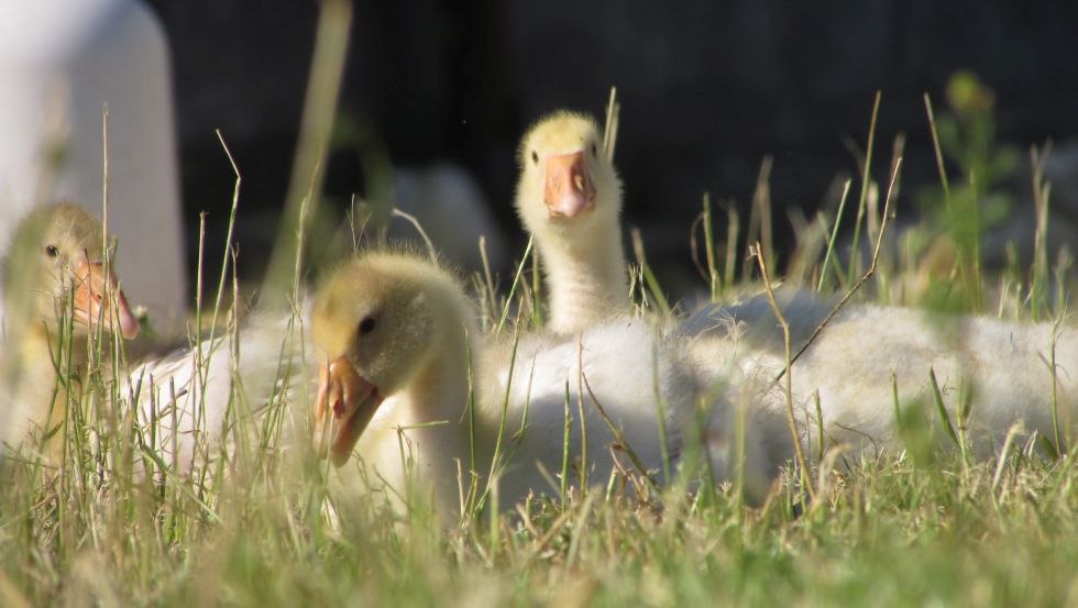Das Wohl unserer Tiere und ihre nat&uuml;rlichen Bed&uuml;rfnisse bleiben stets im Blick: Die G&auml;nse ziehen im Mai als G&ouml;ssel auf dem Hof ein. // &copy; Gr&uuml;ner G&auml;nsehof