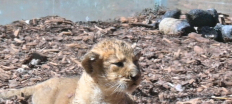 &copy; Zoo Schwerin
