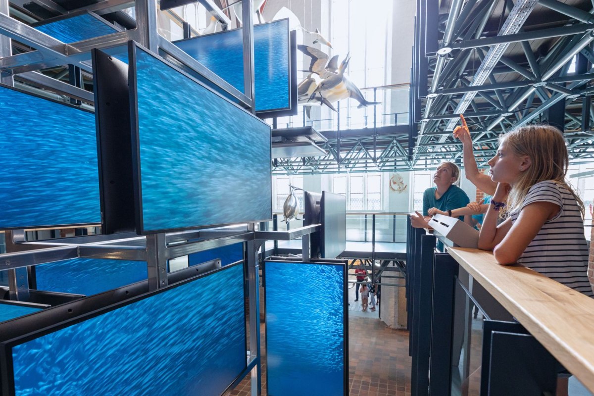 Ein medial inszenierter Sardinenschwarm ist Teil der Eingangsinstallation im MEERESMUSEUM, die von drei Stockwerken aus erlebbar ist // © Anke Neumeister/Deutsches Meeresmuseum Ein medial inszenierter Sardinenschwarm ist Teil der Eingangsinstallation im MEERESMUSEUM, die von drei Stockwerken aus erlebbar ist // © Anke Neumeister/Deutsches Meeresmuseum