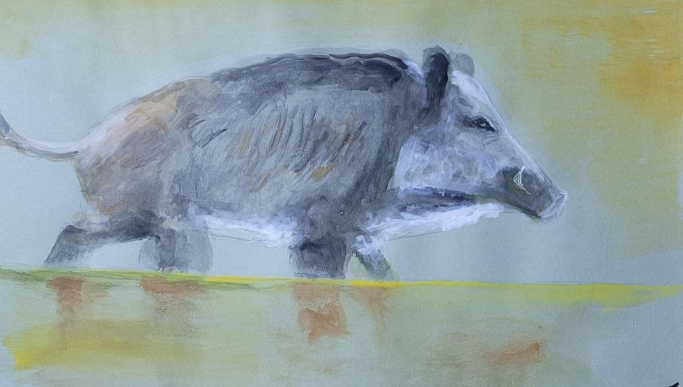 Schwein, &copy; Jens Schumacher