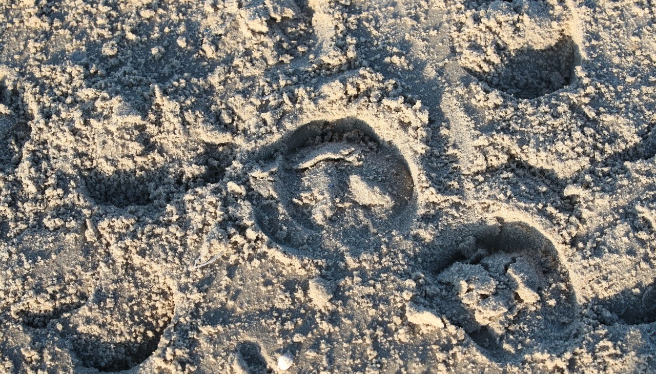 Reiten am Strand, © TMV/ACP Pantel