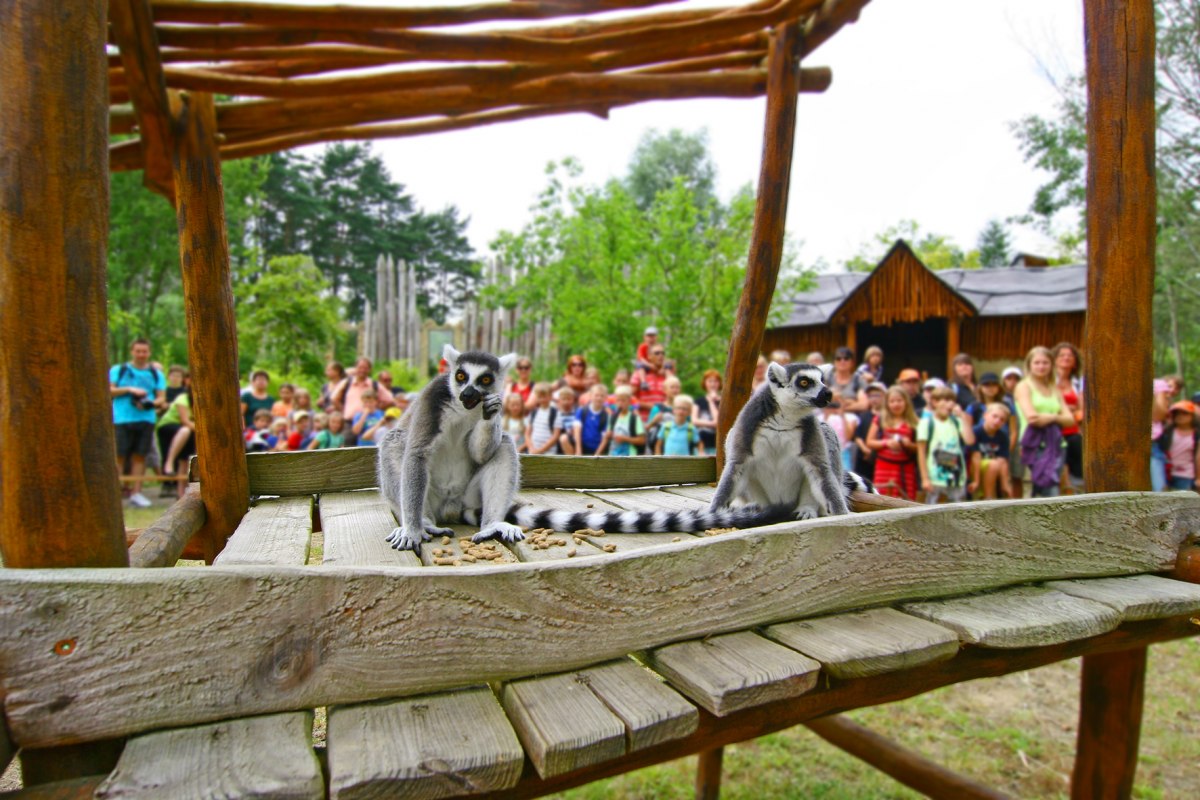 Lemurenfütterung im Vogelpark Marlow // © Vogelpark Marlow Lemurenfütterung im Vogelpark Marlow // © Vogelpark Marlow