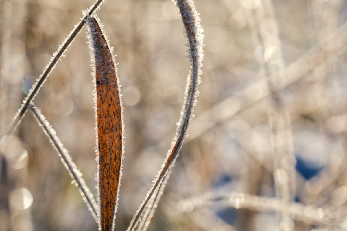 Bevroren kunst/ riet met rijp // &copy; Ulf Pipping
