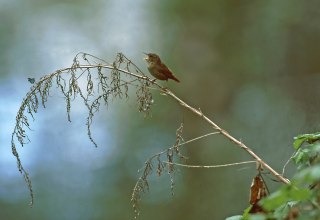 © NPA Müritz © NPA Müritz