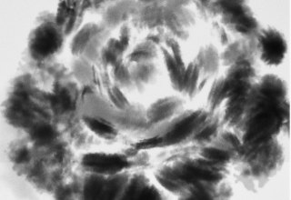 Titelbild Veranstaltung // &copy; Deutsches Japamuseum - Schloss Mitsuko