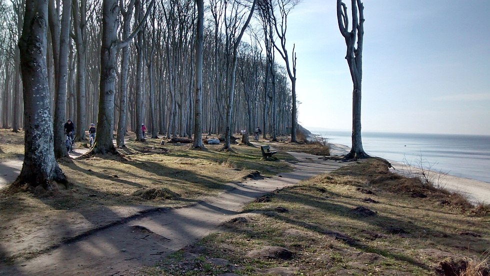 Ein Rad- und Wanderweg führt entlang der Steilküste durch den "Gespensterwald" // © Fischer/MV-T Ein Rad- und Wanderweg führt entlang der Steilküste durch den "Gespensterwald" // © Fischer/MV-T