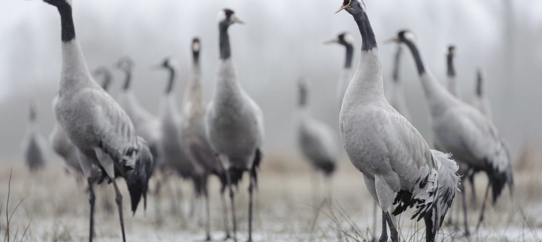 Kraniche, © Dieter Damschen