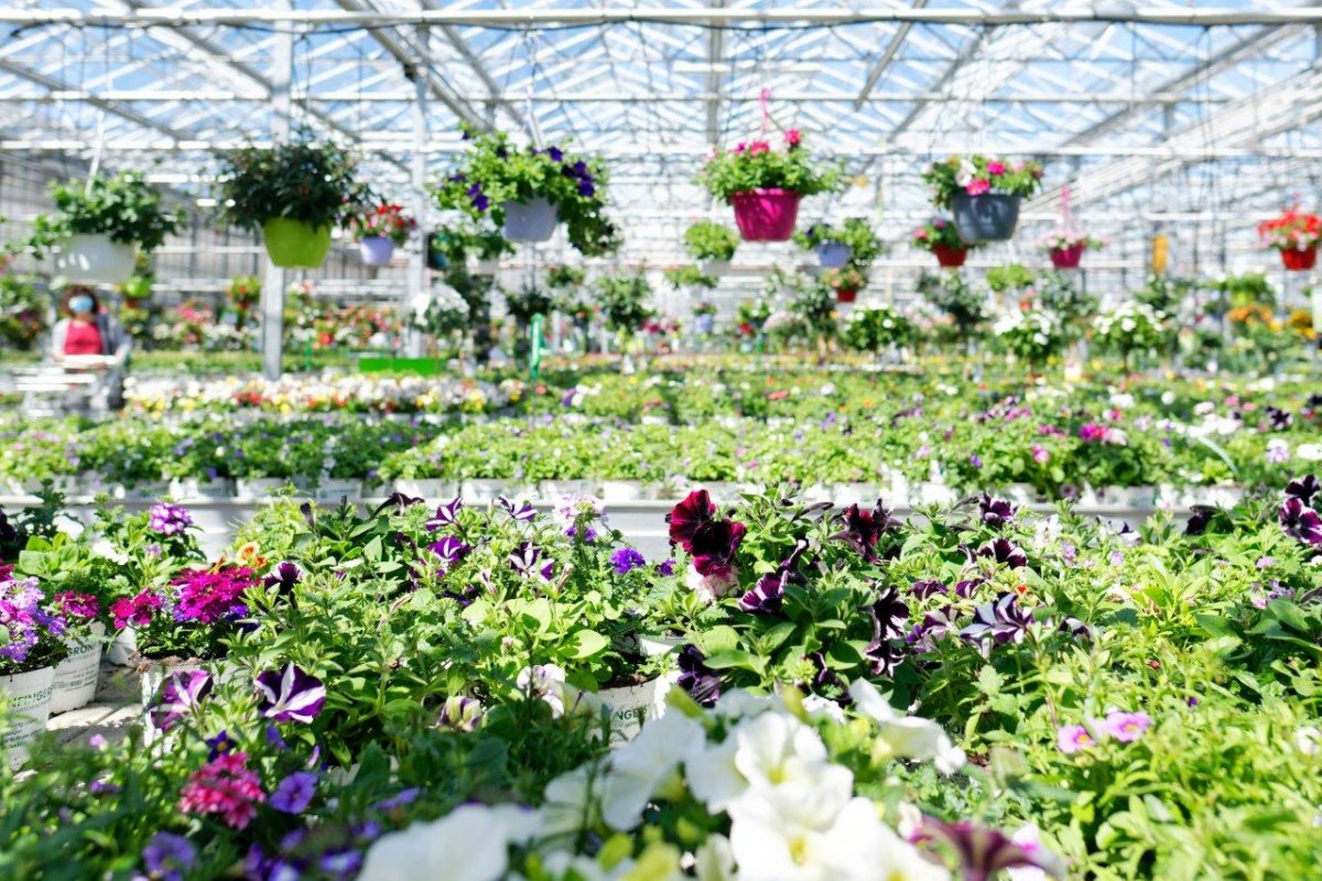 Beste kwaliteit uit onze eigen kwekerij // &copy; Gr&ouml;nfingers Rostock